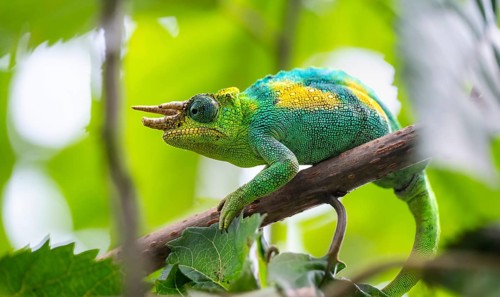 Three-horned chameleon (Trioceros jacksonii), male, between leaves on a branch, Bwindi Impenetrable