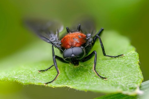 Clitellaria ephippium, red-backed soldier fly, redback gunfly, diptera, insects, two-winged
