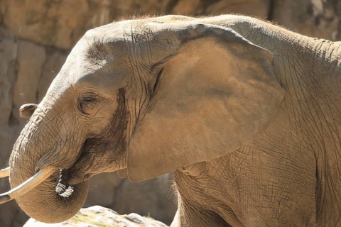 African elephant (Loxodonta africana), Duisburg Zoo, in captivity, Duisburg, North