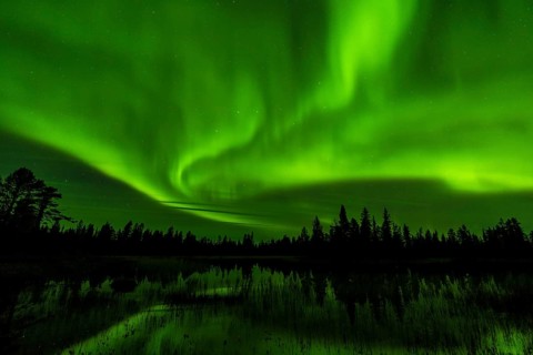 Northern Lights (Aurora borealis) reflected in a forest lake, Muddus National Park, Laponia World