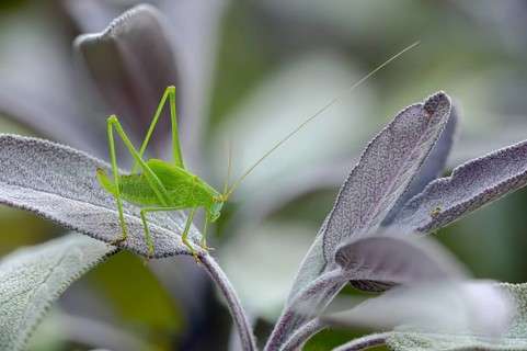 Common sickle scare, grasshoppers, Phaneroptera falcata, sickle scare, ensifera, grasshoppers,