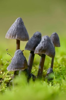 Helmet, Milk-Drop Mycena, Mycena Galopus var. Nigra, Mycena Leucogala, White-Milking Helmet var.,