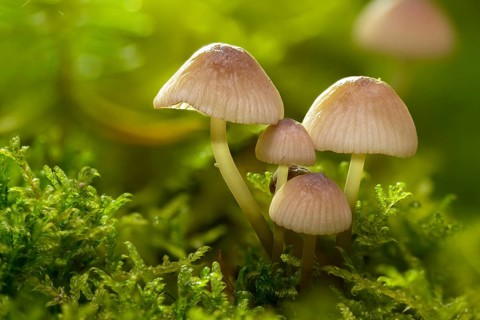 Yellow-edged helmet, yellowing helmet, grey-yellow helmet, ivory bonnet, Mycena flavescens, olive