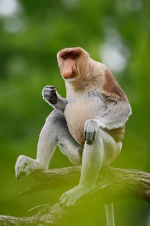Proboscis monkey (Nasalis larvatus), male perched on a branch, in captivity, found on Borneo