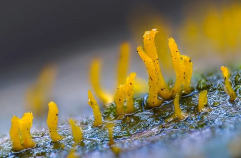 Calocera cornea, oak horn, hardwood horn, pink-shaped horn, small stagshorn, fungi, fungus,