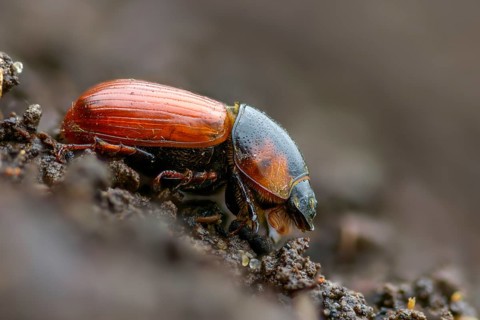 Aphodius scrutator, Coprimorphus scrutator, dung beetle, searching dung beetle, coleoptera, dung,