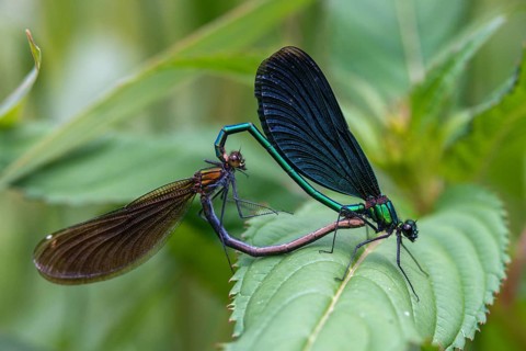 Beautiful demoiselle, blue-winged dragonfly, Calopteryx virgo, dragonfly, dragonflies, insects,