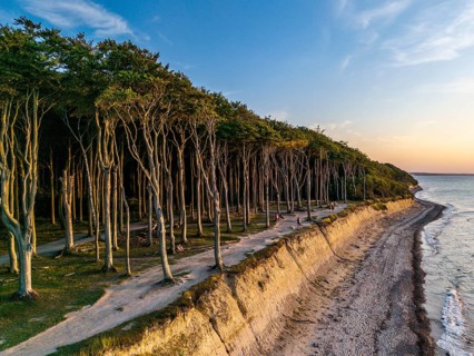 Ghost forest at the golden hour, Nienhagen, Germany
