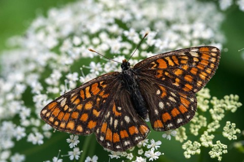 Ash moth, Euphydryas maturna, small maybird, maybird, butterfly, insects, scarce fritillary,