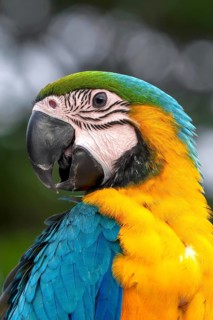 Young Yellow-breasted Macaw (Ara ararauna) in Jomtien, Thailand