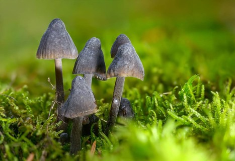 Helmet, Milk-Drop Mycena, Mycena Galopus var. Nigra, Mycena Leucogala, White-Milking Helmet var.,