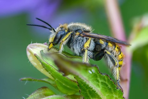 Anthidium manicatum, apidae, bees, European wool carder bee, garden woolbee, large woolbee,