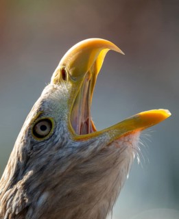 Accipitriformes, Haliaeetus albicilla, white-tailed eagle, eagles, eagles, birds of prey, high