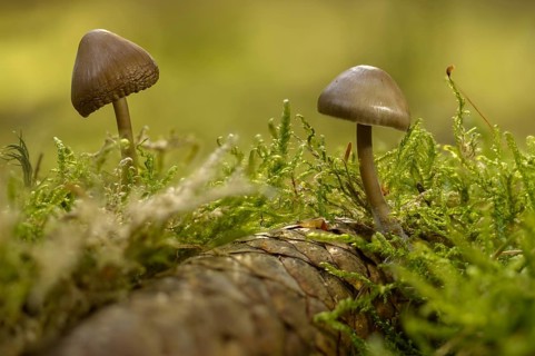 Spruce cone helmet, mycena plumipes, mycena strobilicola, cone helmet, fungi, fungi