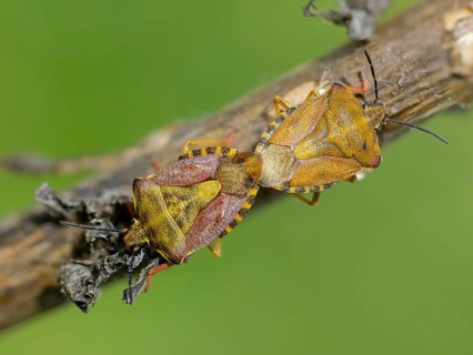 Black-shouldered shieldbug, carpocoris purple eipennis, heteroptera, purple tree bug, purple fruit