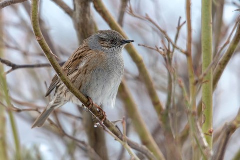 Dunnock, Dunnock, Prunella modularis, birds, males, passeri, songbirds, birds