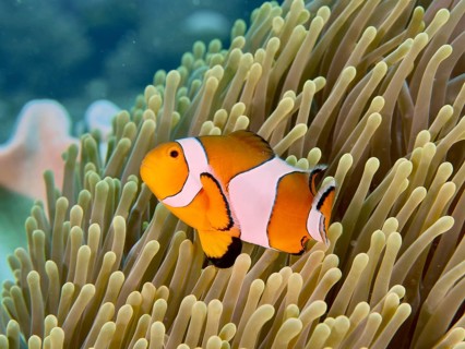 An Ocellaris Clownfish (Amphiprion ocellaris), Nemo, swims alongside its sea anemone in the clear