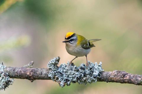 Common firecrest, golden chickens, regulus ignicapillus, golden chickens, birds, passeri,