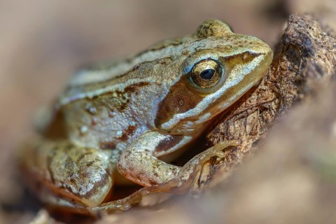 Moor frog, moor frog, rana arvalis, amphibians, amphibians, frog, frogs, young animal, juvenile,