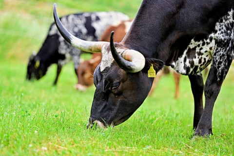 Texas longhorn cow eating grass, Meienberg, Canton Aargau, Switzerland