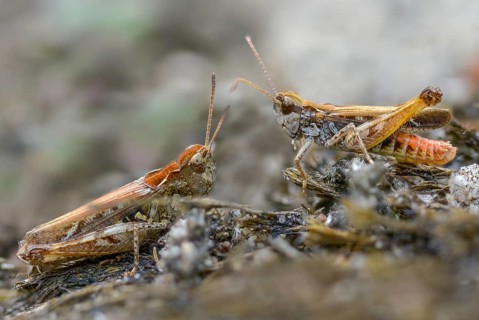 Acrididae, caelifera, common club grasshopper, spotted club scare, gomphocerinae, club scare,