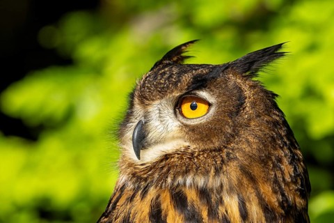 Owl in profile with yellow eyes and a green background in the sunshine, eagle owl (Bubo bubo),