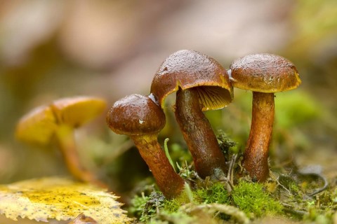 Common jumbled head, inocybe carbonaria, inocybe lacera, cracked mushroom, spindle-spored cracked