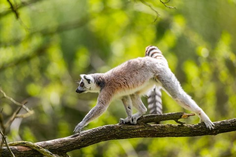Ring-tailed lemur (Lemur catta) climbing in a tree, captive, Germany