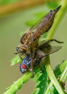Downland robberfly, Machimus rusticus, predatory fly, rusty brown predatory fly, simple predatory