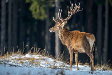Artiodactyla, Cervus Elaphus, even-toed ungulate, cloven-hoofed, red deer, deer, deer, mammals,