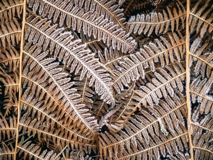 Fern leaves covered with hoarfrost, Sauerland, North Rhine-Westphalia, Germany