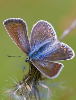 Common blue, common blue, crested blue, polyommatus icarus, blue, butterfly, high size, portrait