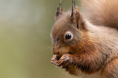 Red squirrel (Sciurus vulgaris) adult animal feeding on a nut, England, United Kingdom