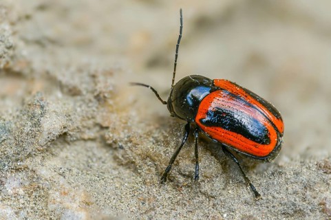 Cryptocephalus bipunctatus, drop beetle, two-spotted pot beetle, two-spotted drop beetle, beetle,