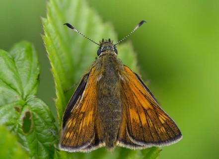 Large skipper, ochlodes sylvanus, ochlodes venatus, rust-spotted thighead, butterfly, thick-headed