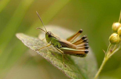 Acrididae, Caelifera, Chorthippus montanus, field locusts, gomphocerinae, grasshoppers,