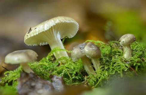 Black-spotted waxy cap, hygrophorus odoratus, hygrophorus pustulatus, pustular snail, snail,