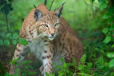 Carnivora, Eurasian lynx, felis lynx, lynx, predators, mammals, raptors, mammals