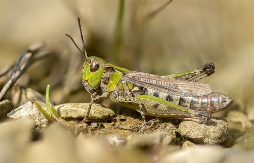 Acrididae, caelifera, field locusts, gomphocerinae, grasshoppers, heather grasshoppers, small