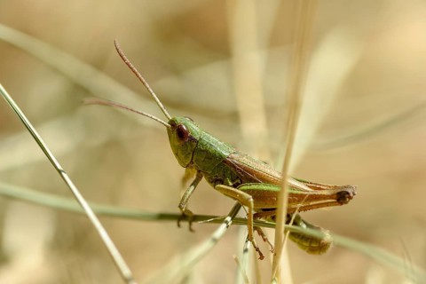 Acrididae, Caelifera, Chorthippus parallelus, field locusts, common grasshoppers, gomphocerinae,