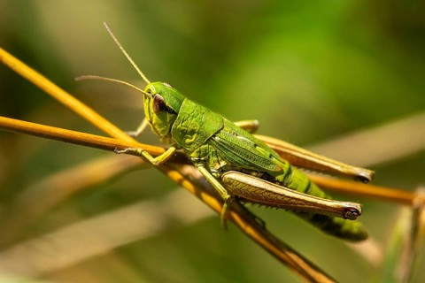 Acrididae, Caelifera, Chorthippus parallelus, field locusts, common grasshoppers, gomphocerinae,