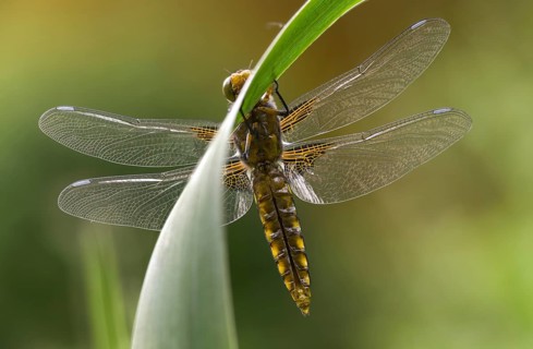 Broad-Bodied Chaser, Libellula Depressa, Flatbelly, Anisoptera, Dragonflies, Freshly Hatched,