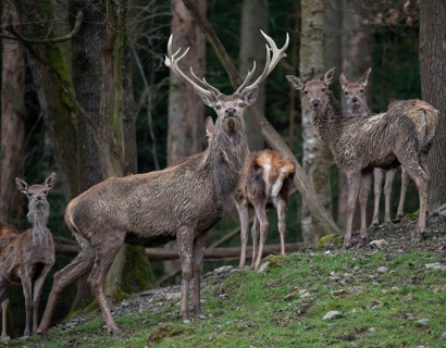 Artiodactyla, Cervus Elaphus, even-toed ungulate, cloven-hoofed, red deer, red deer, deer, mammals,