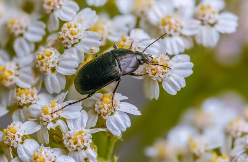 Carabidae, egg-shaped roadstrider, matte black street beetle, oodes helopioides, beetles,