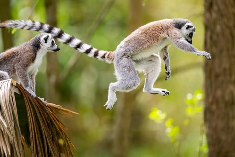 Ring-tailed lemur (Lemur catta) jumping from a branch, captive, Germany