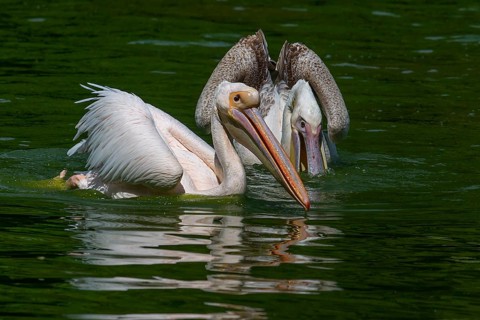 Dalmatian pelicans (Pelecanus crispus), Nuremberg Zoo, Middle Franconia, Bavaria, Germany