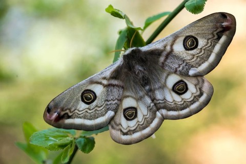 Emperor Moth, Little Peacock Eye, Saturnia Pavonia, Butterfly, Female, Insects, Moths, Moths, Moth,
