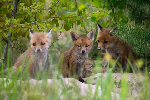 Carnivora, predators, red fox, vulpes vulpes, fox, adolescent, juvenile, mammals, raptors, mammals,