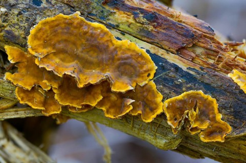 Auricularia Reflexa, Corticium reisneri, stratified mushroom, stereum hirsutum, stereum leoninum,