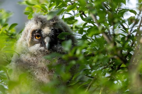 A young owl chick sits well hidden behind leaves and watches intently, Long-eared Owl (Asio otus),